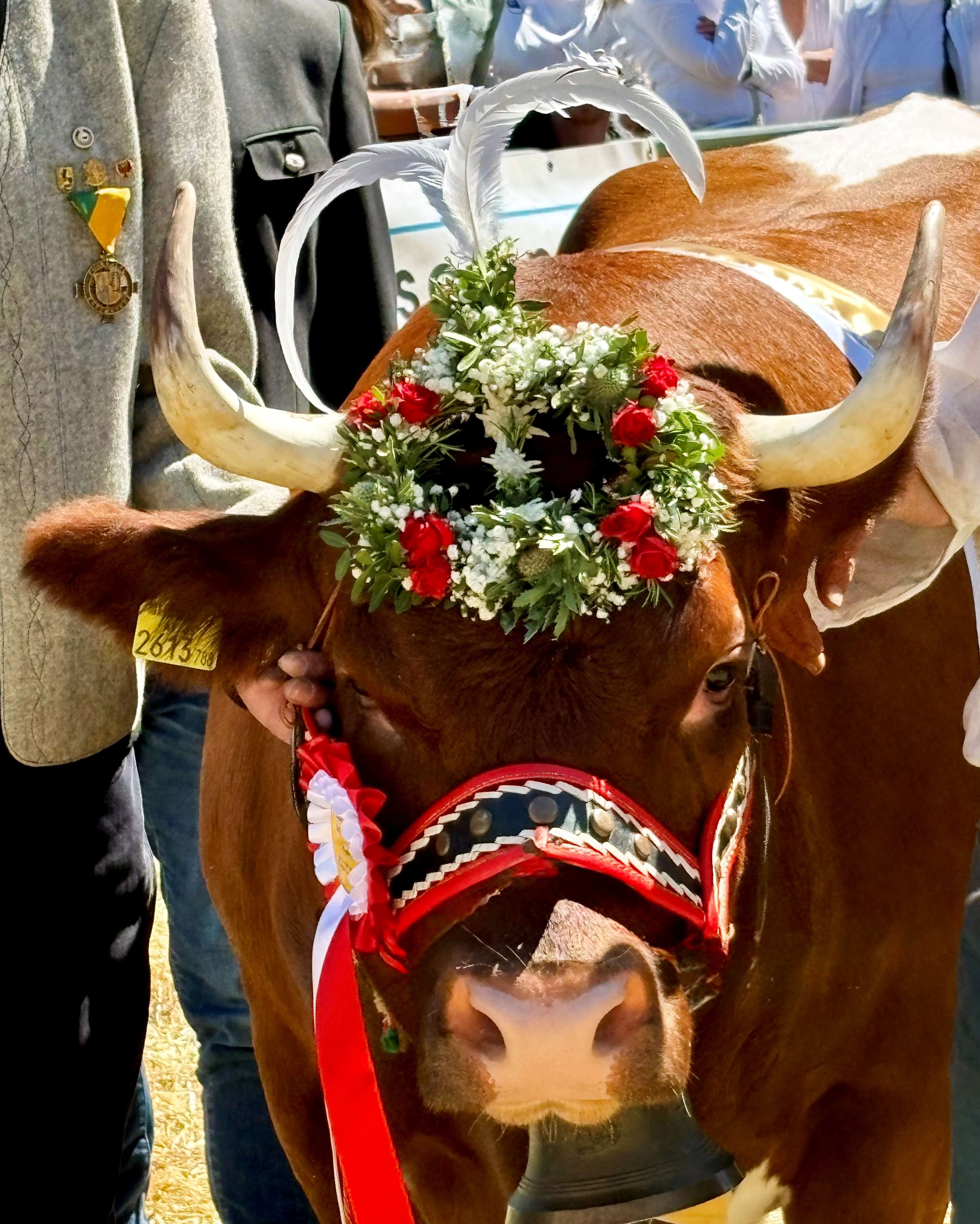 Prächtig geschmückte braune Kuh mit Blumenkranz, weißen Federn und rotem Halfter bei einem Almabtrieb-Festival.