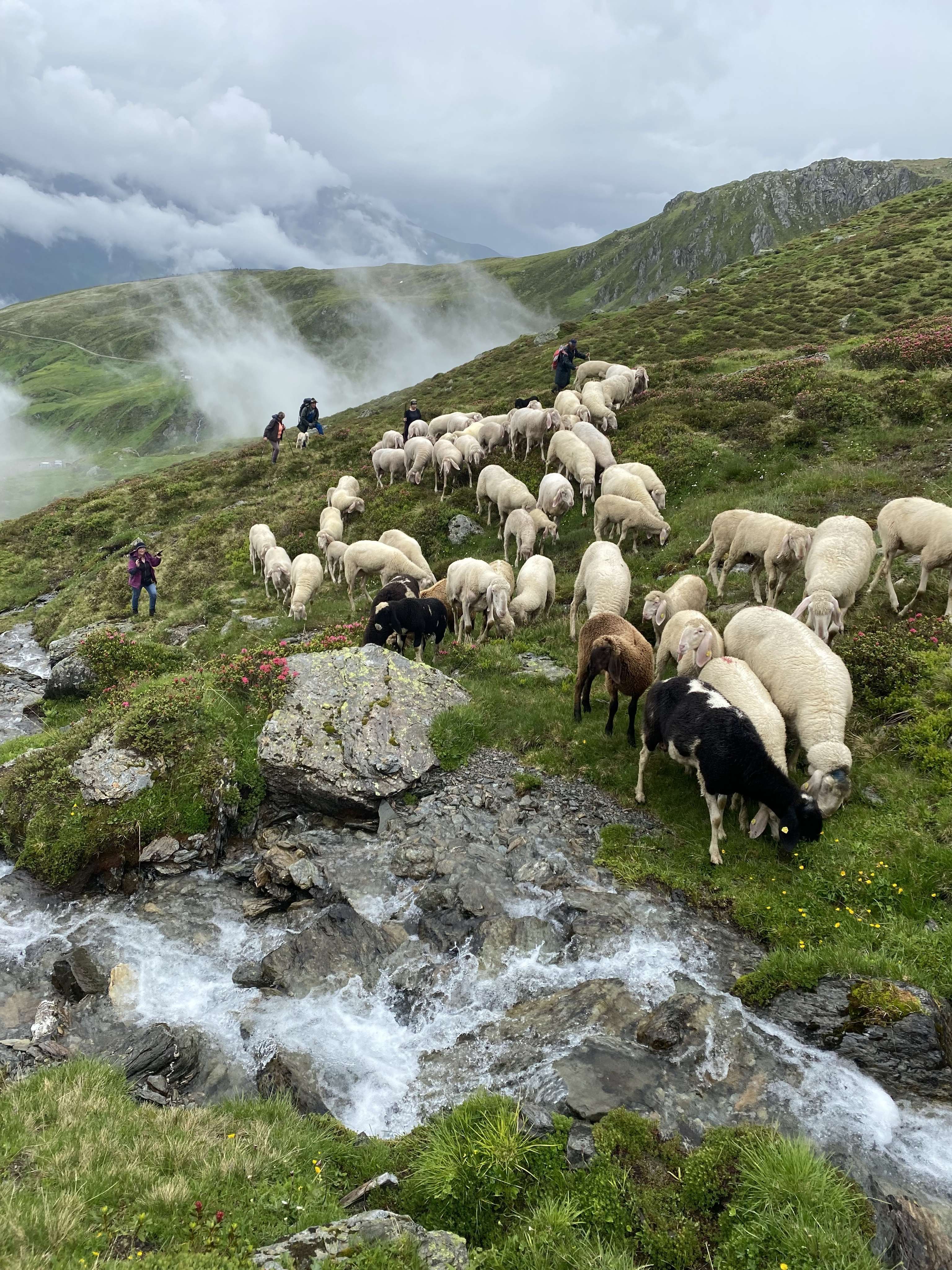 Schafalm Navis