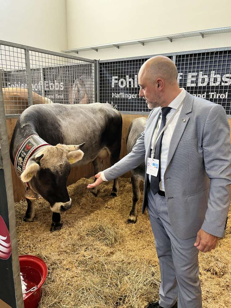 Bérard mit Grauvieh