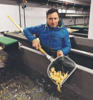 Im Bruthaus mit ein Jahr alten Goldforellen