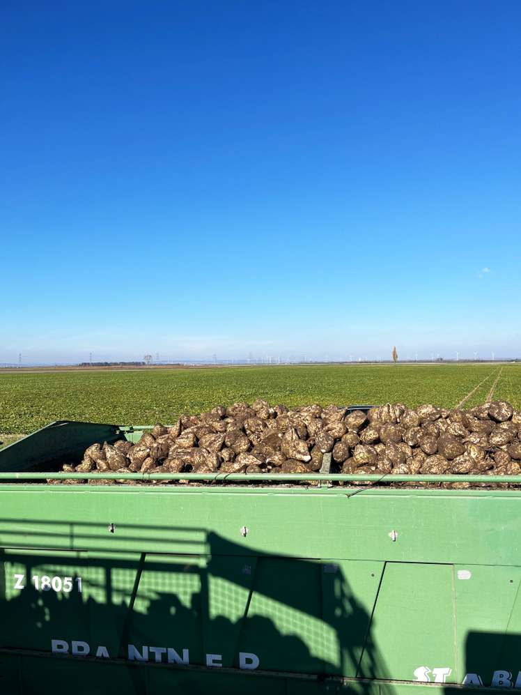 Zuckerrüben