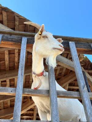 Eine Ziege schaut zwischen den Holzgitterstäben hervor.