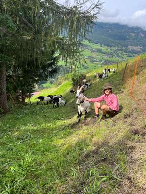 Jonas Schrott Ziegen