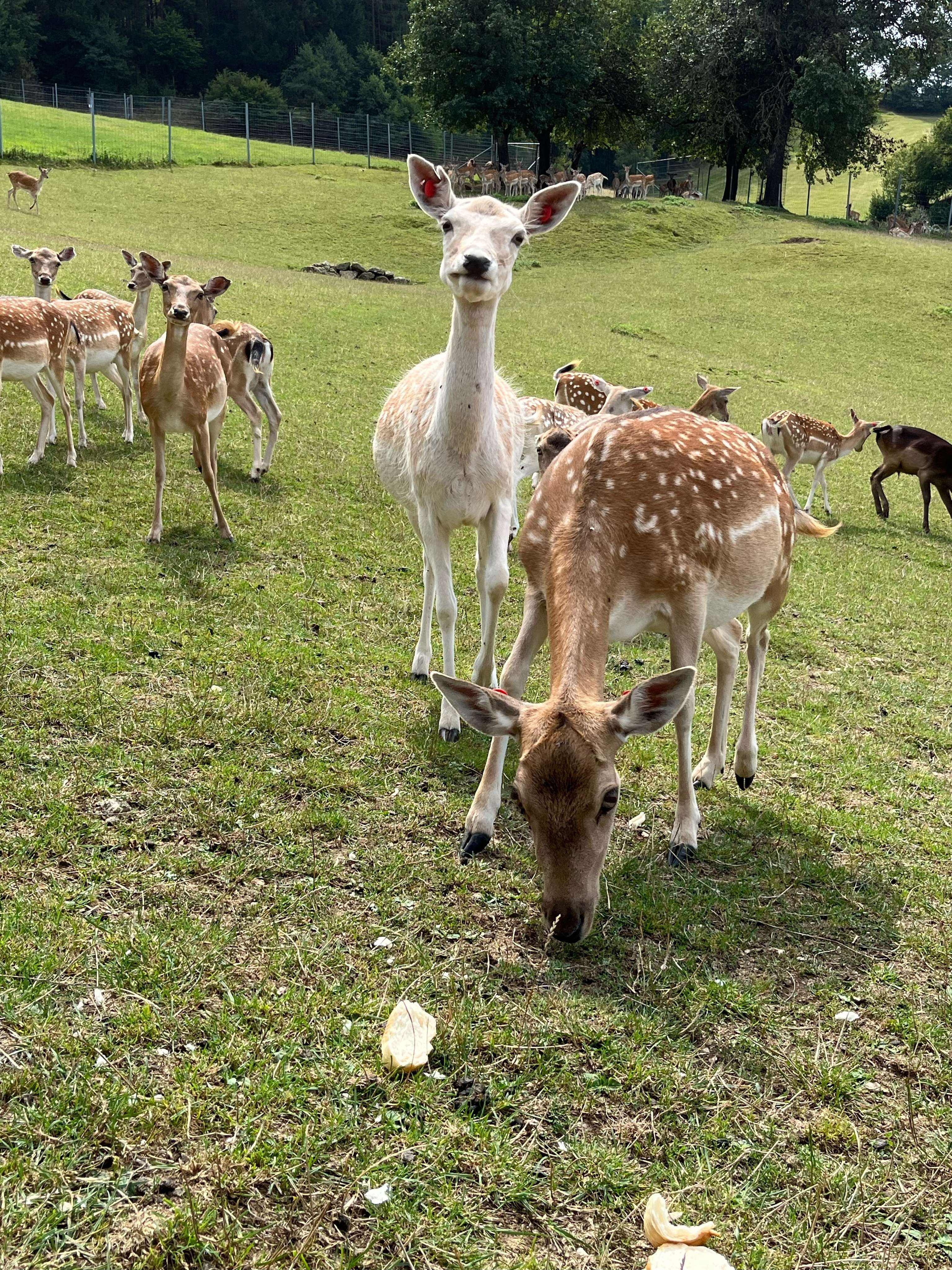 Damwild im Gehege