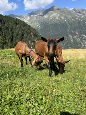 Zwei Gämsfarbige Gebirgszeigen grasen auf einer Almwiese vor beeindruckender Alpenkulisse mit Bergen und Nadelwäldern unter blauem Himmel.