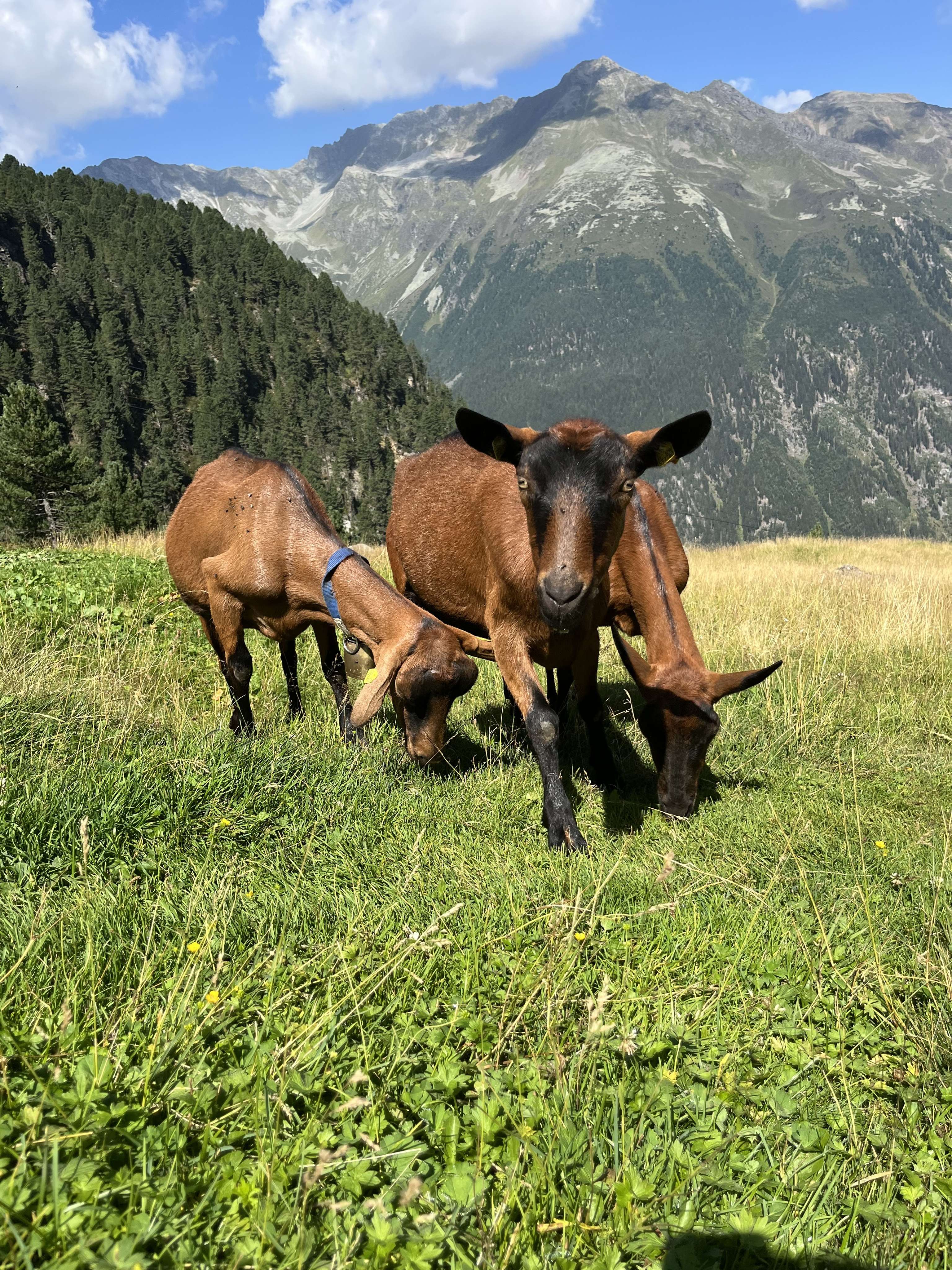 Zwei Gämsfarbige Gebirgszeigen grasen auf einer Almwiese vor beeindruckender Alpenkulisse mit Bergen und Nadelwäldern unter blauem Himmel.