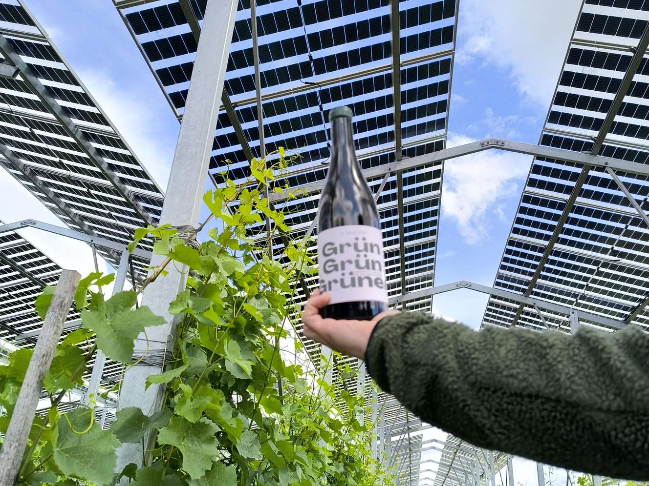 Agri-PV und Biowein