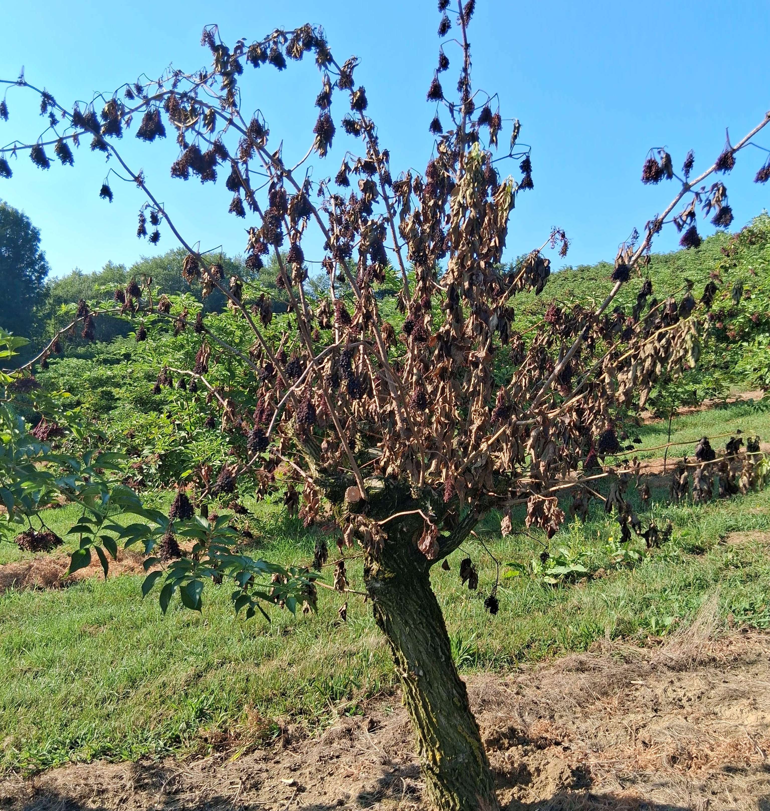 Abgestorbener Baum mit vertrockneten Blättern und dunklen Früchten auf einer grünen Wiese unter blauem Himmel.