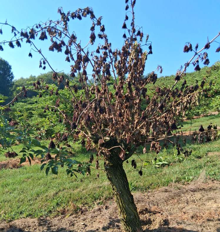 Abgestorbener Baum mit vertrockneten Blättern und dunklen Früchten auf einer grünen Wiese unter blauem Himmel.