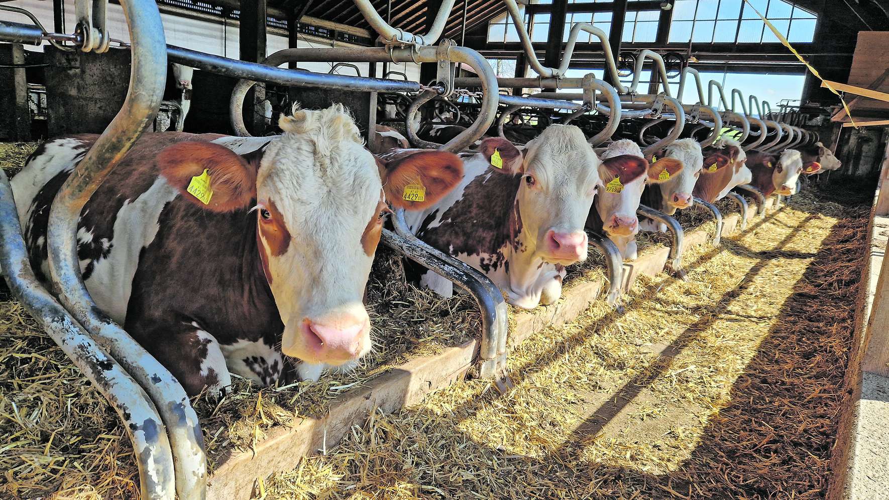 Milchkühe im Stall