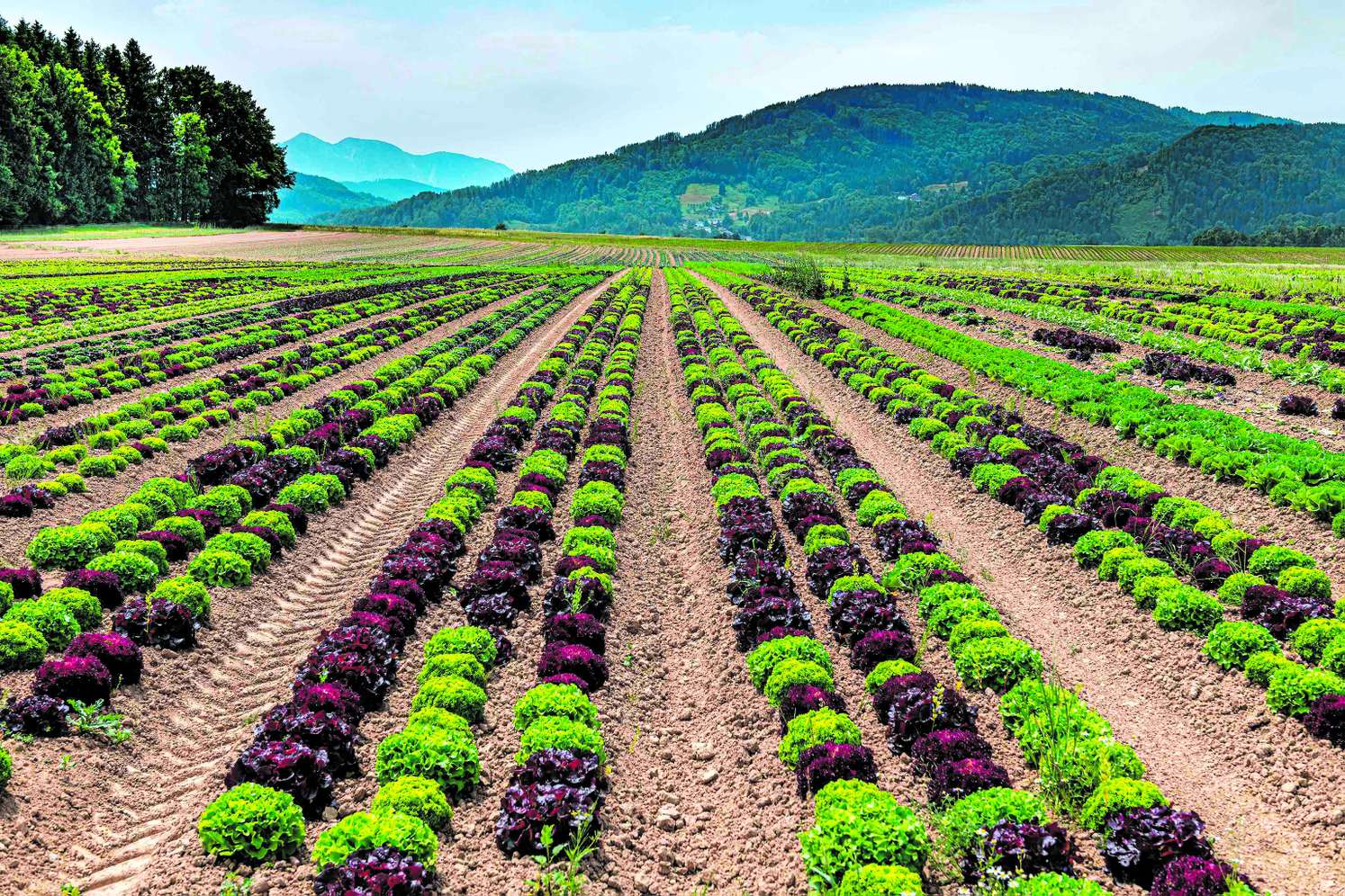 Salatfeld in Oberösterreich.