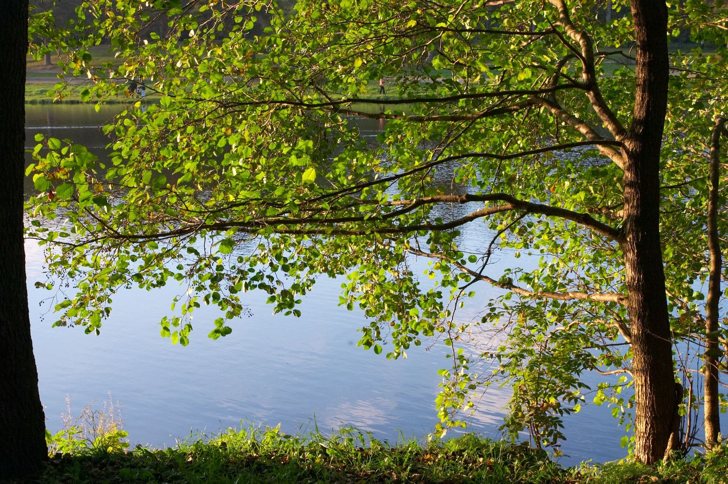 Schwarz- und Grauerle sind oft an Uferstreifen oder in Auen zu finden. FOTO: adobe.stock-Konstantin Baskakov