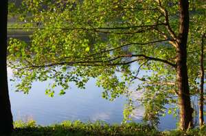 Alder On Coast Of Lake