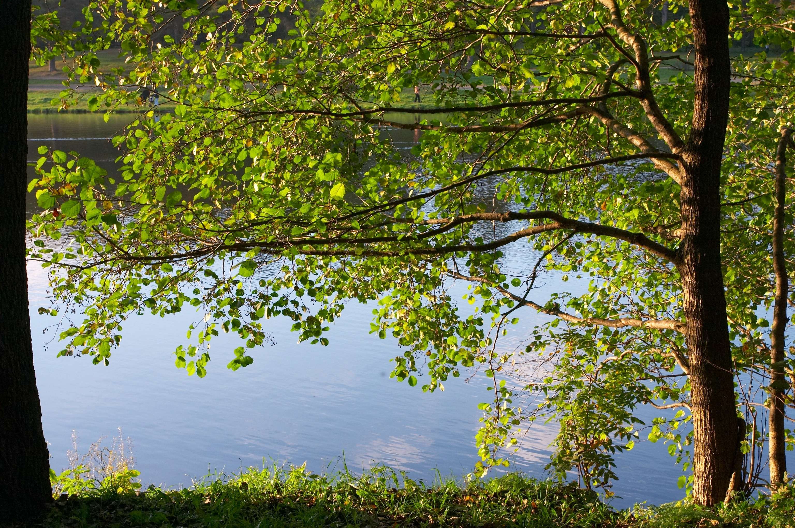 Alder On Coast Of Lake