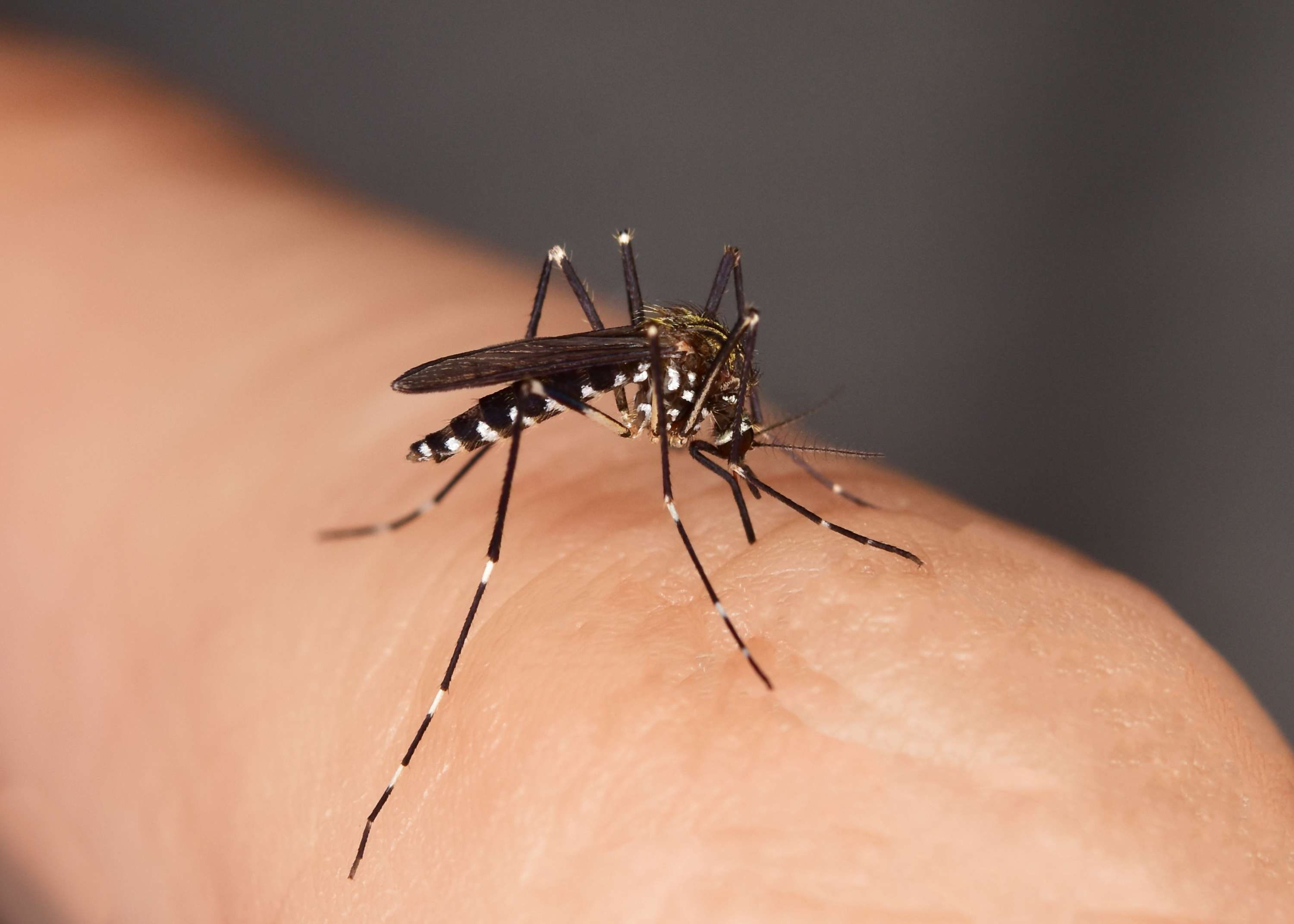 Asiatische Tigermücke