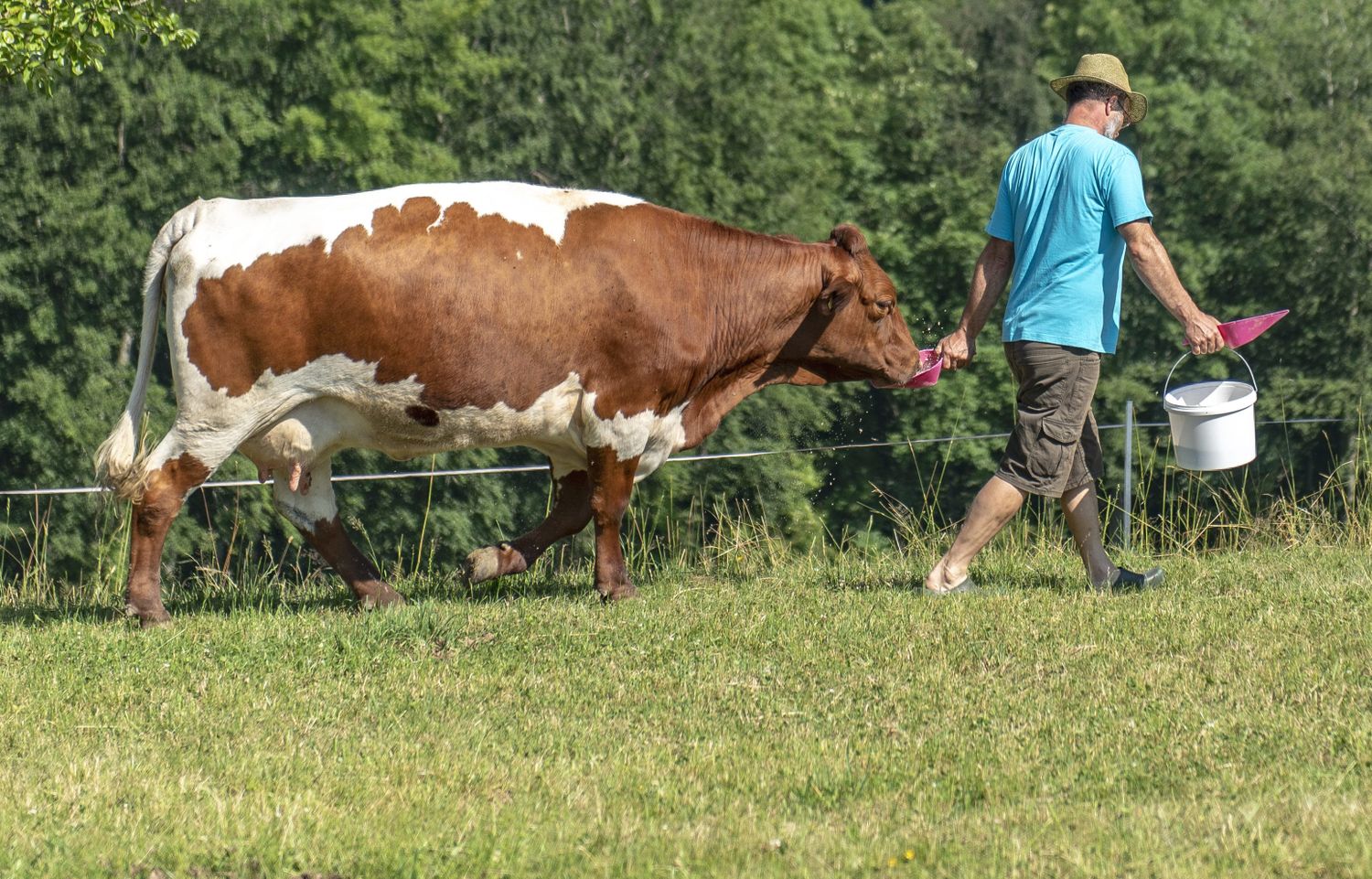 Den größten Teil des landwirtschaftlichen Produktionswerts machen die Milcherzeugung mit 43,7 Prozent und die Rinderhaltung mit 19,3 Prozent aus.
