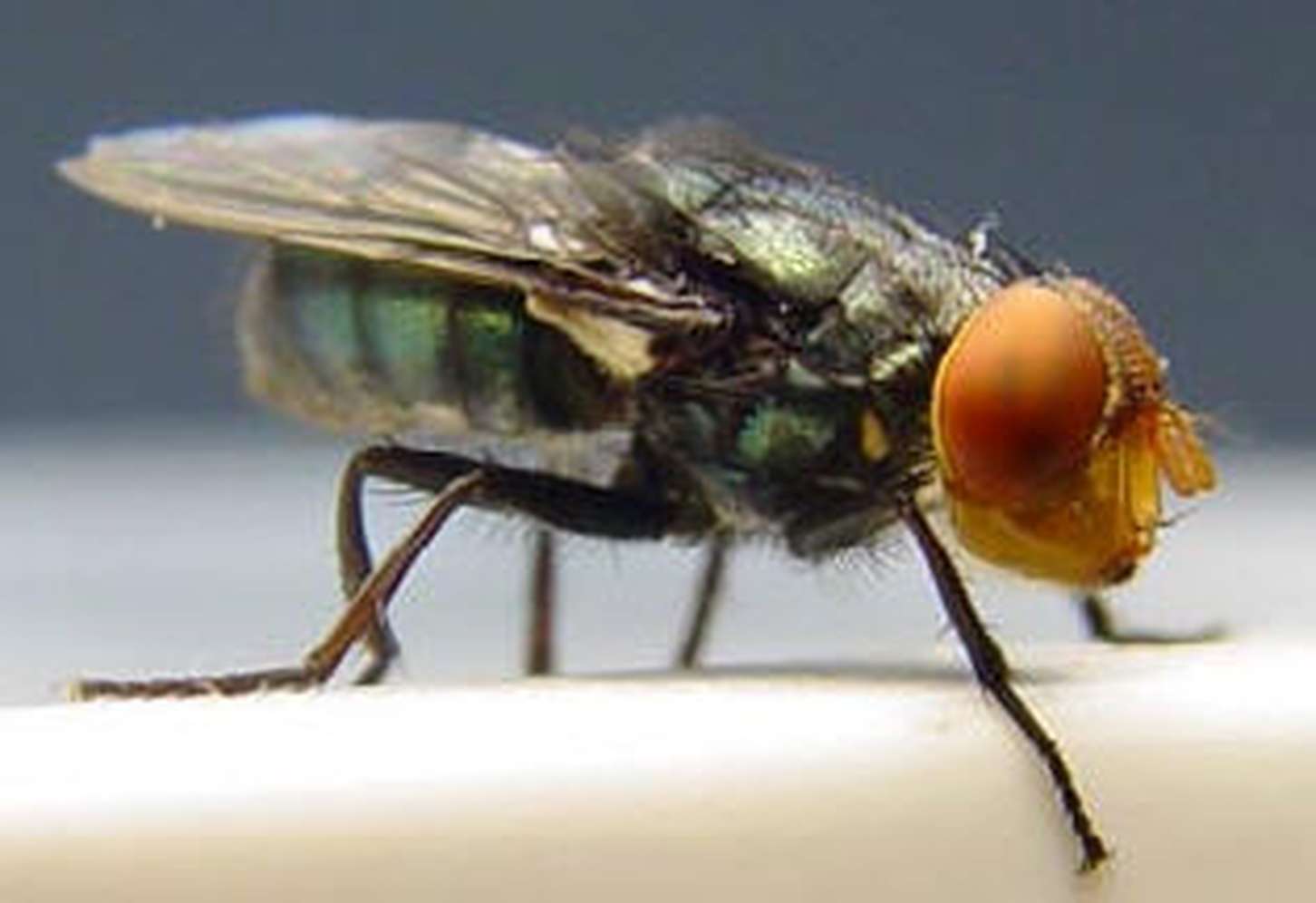 Schraubenwurmfliege