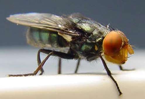 Schraubenwurmfliege