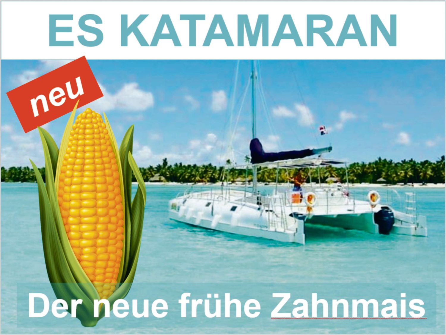 Der neue Zahnmais ES Katamaran ist eine vielversprechende Neuzüchtung von Probstdorfer.