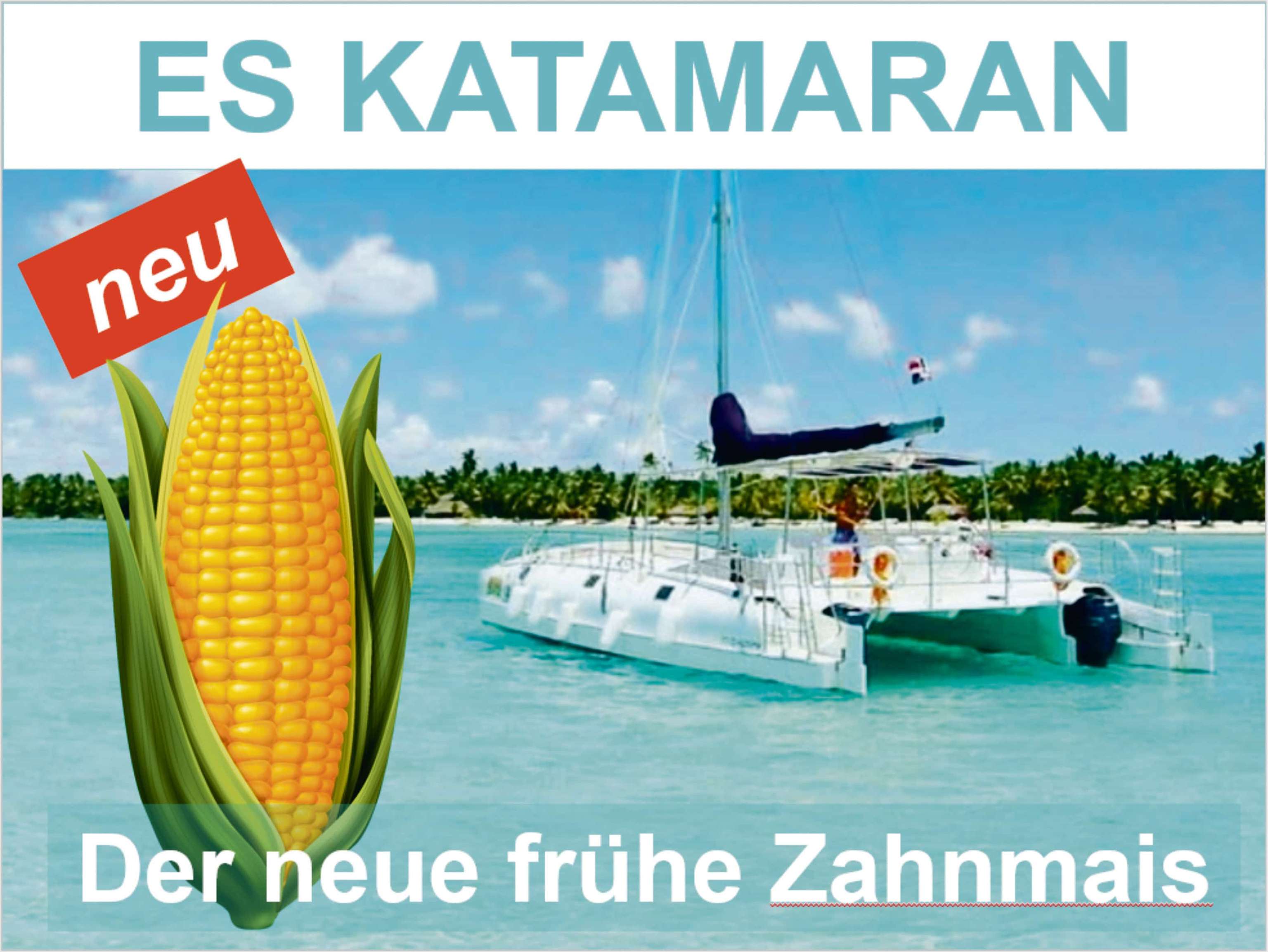 Der neue Zahnmais ES Katamaran ist eine vielversprechende Neuzüchtung von Probstdorfer.