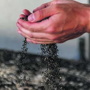 Rapskörner in der Hand