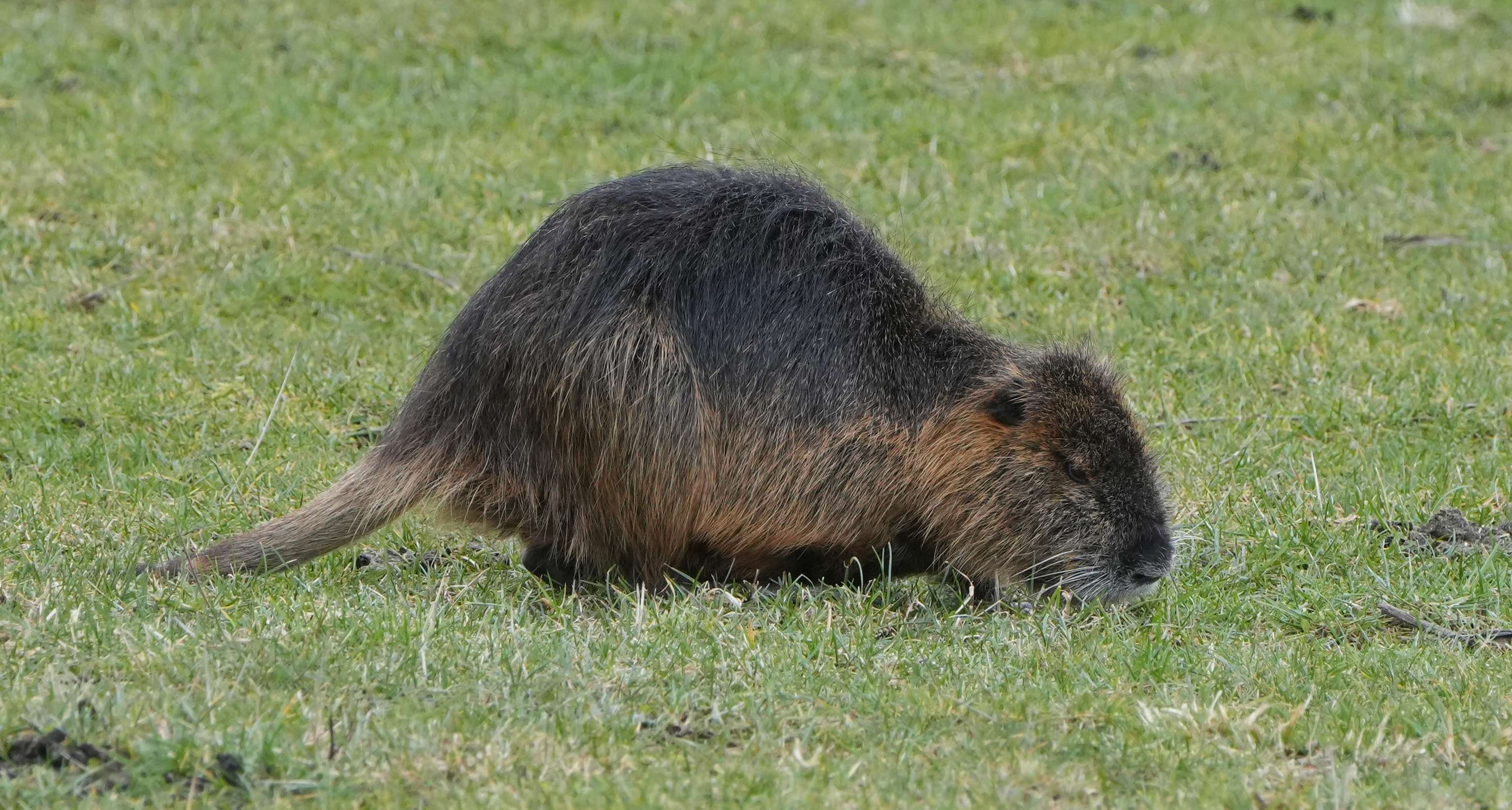 Nutria im Gras