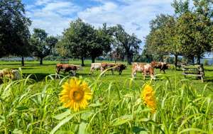 Rinder auf Wiese