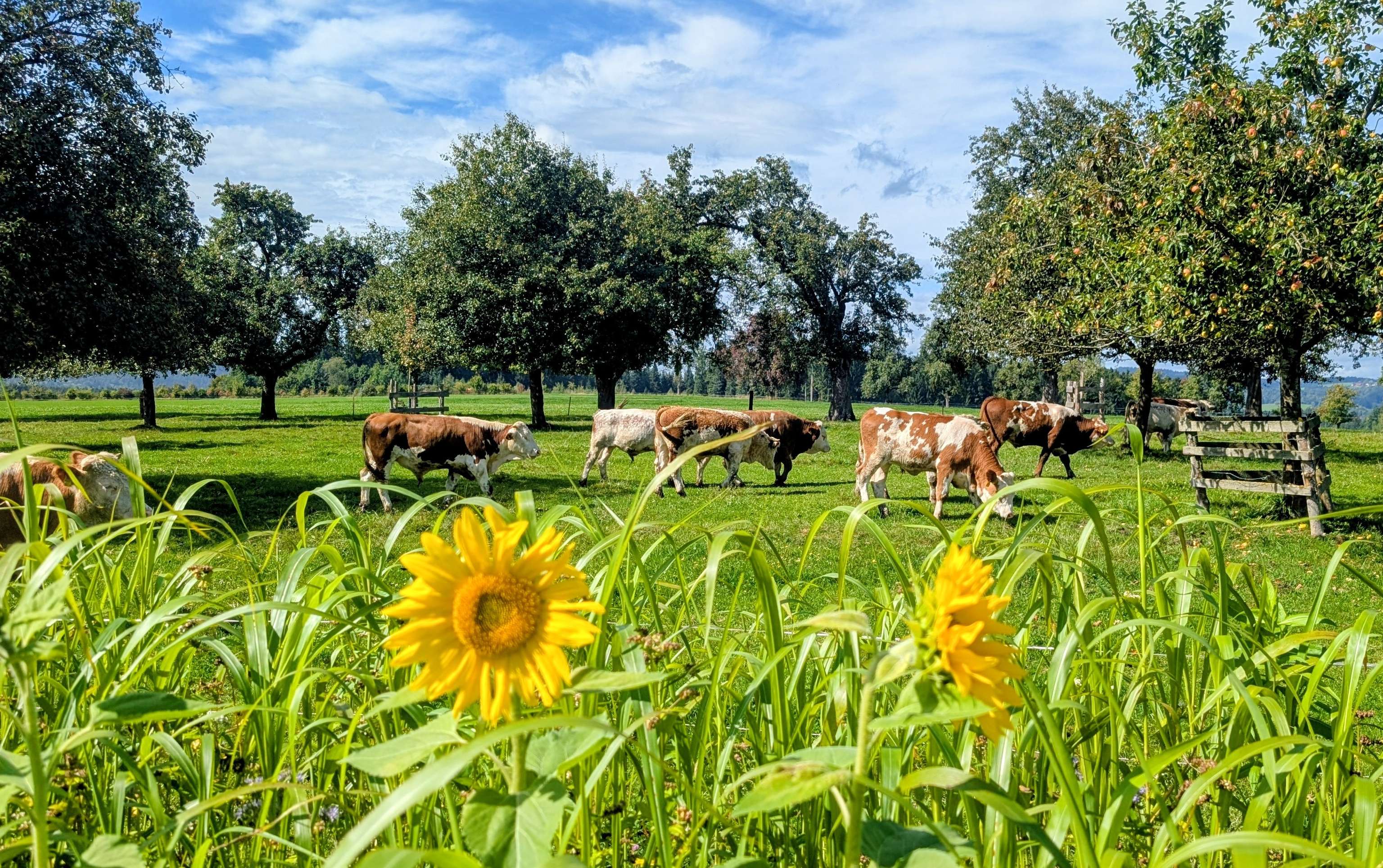 Rinder auf Wiese