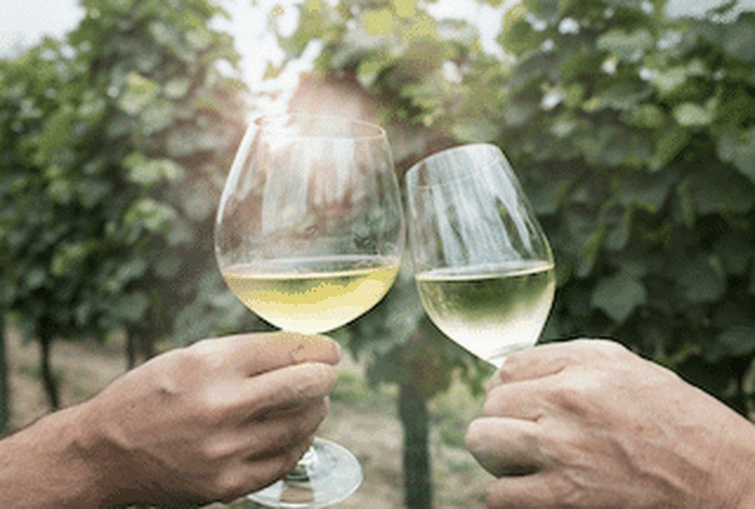 Vom österreichischen Weinjahrgang 2019 sollten sich Weinliebhaber einen Vorrat anlegen, raten internationale Experten.