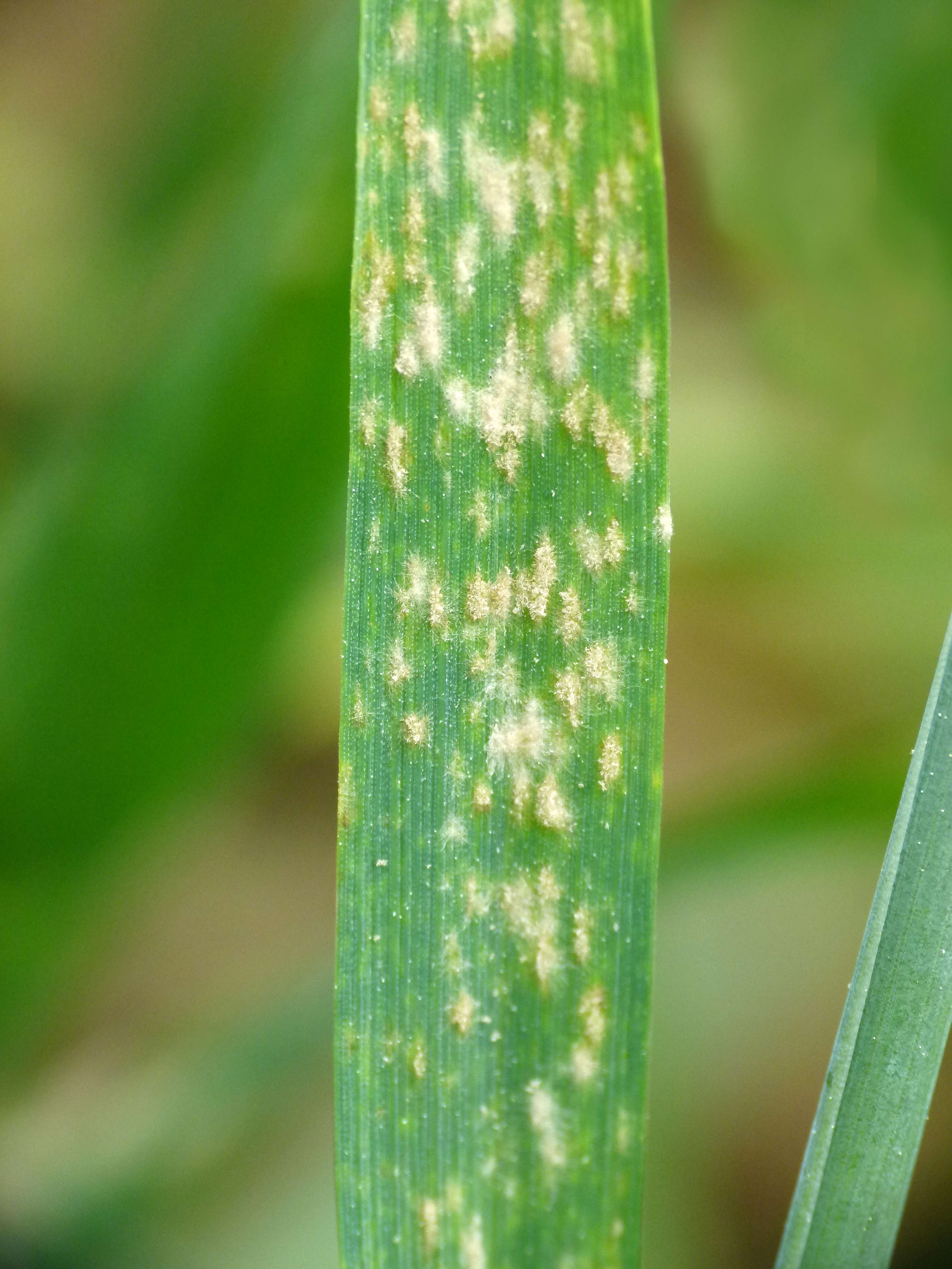 Der echte Mehltau ist einzig bei Weichweizen zu vernachlässigen.