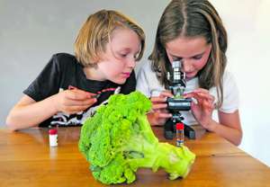 Zwei Kinder am Mikroskop, davor liegt frischer Brokkoli.