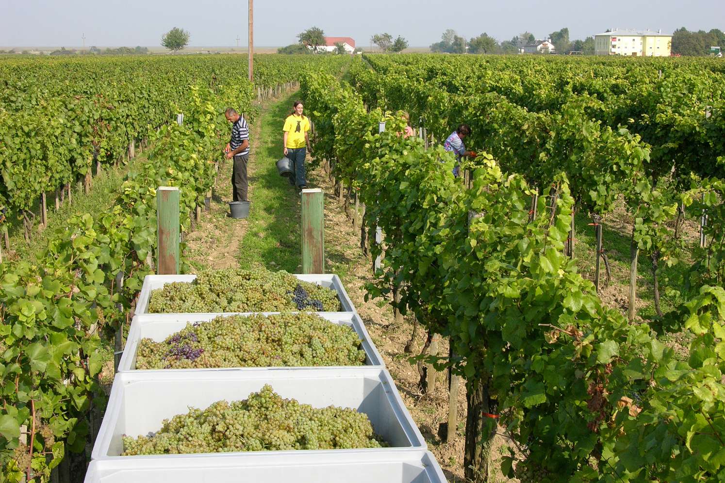 Weinlese