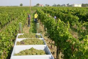 Weinlese