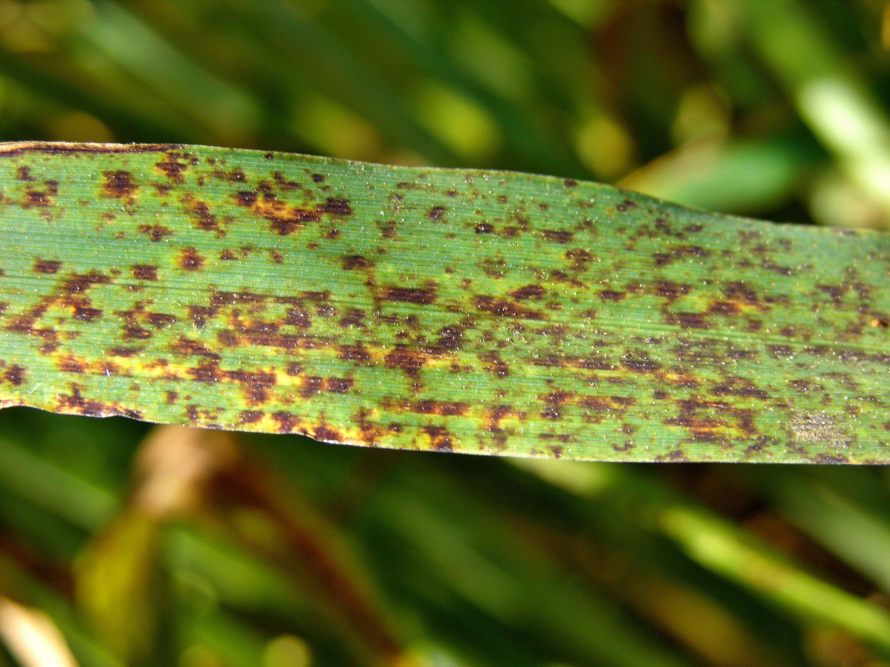Ramularia in der Gerste