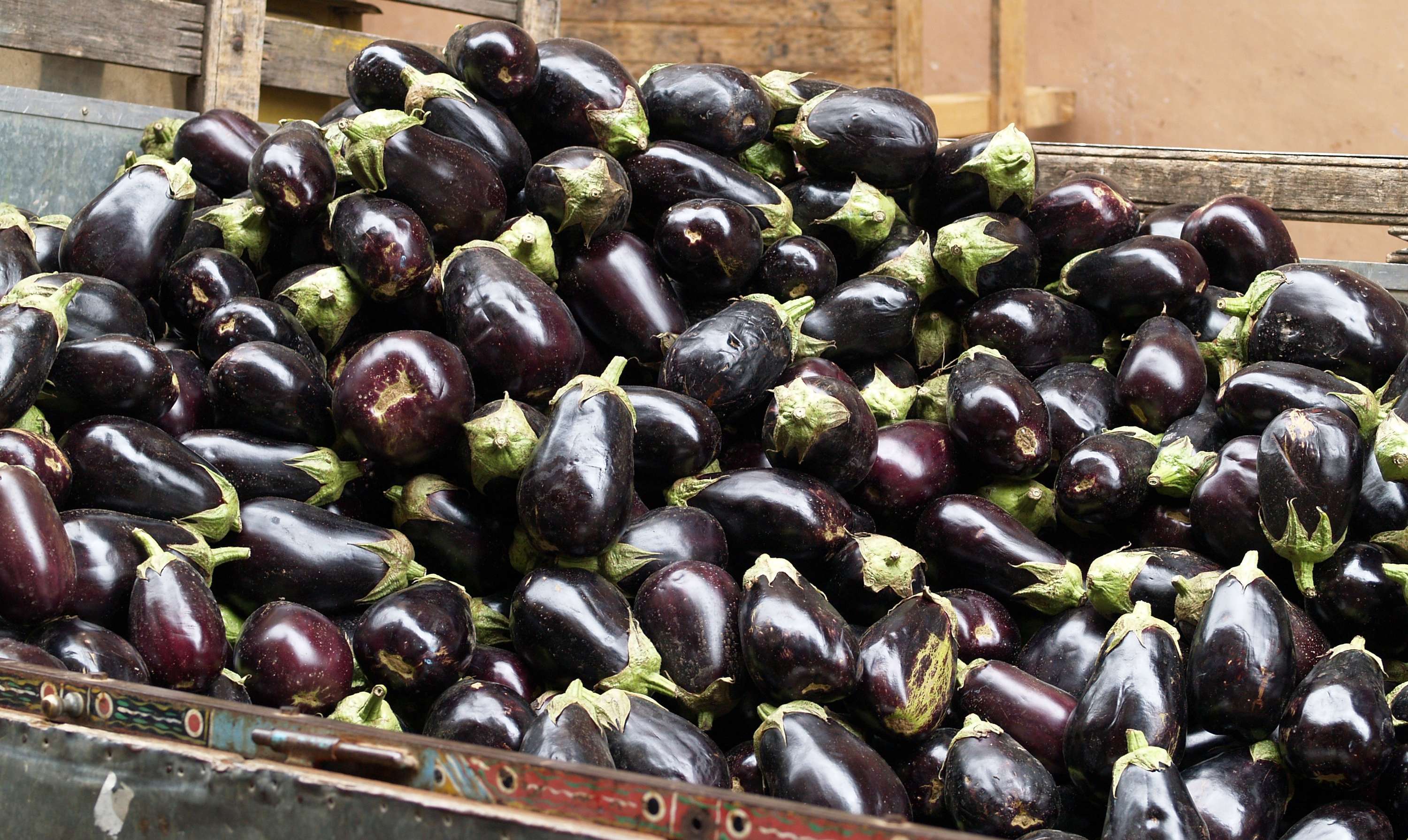 Große Menge frischer, glänzend dunkelvioletter Melanzani in einem hölzernen Marktstand, mit grünen Stielansätzen, aus Catania, Sizilien.