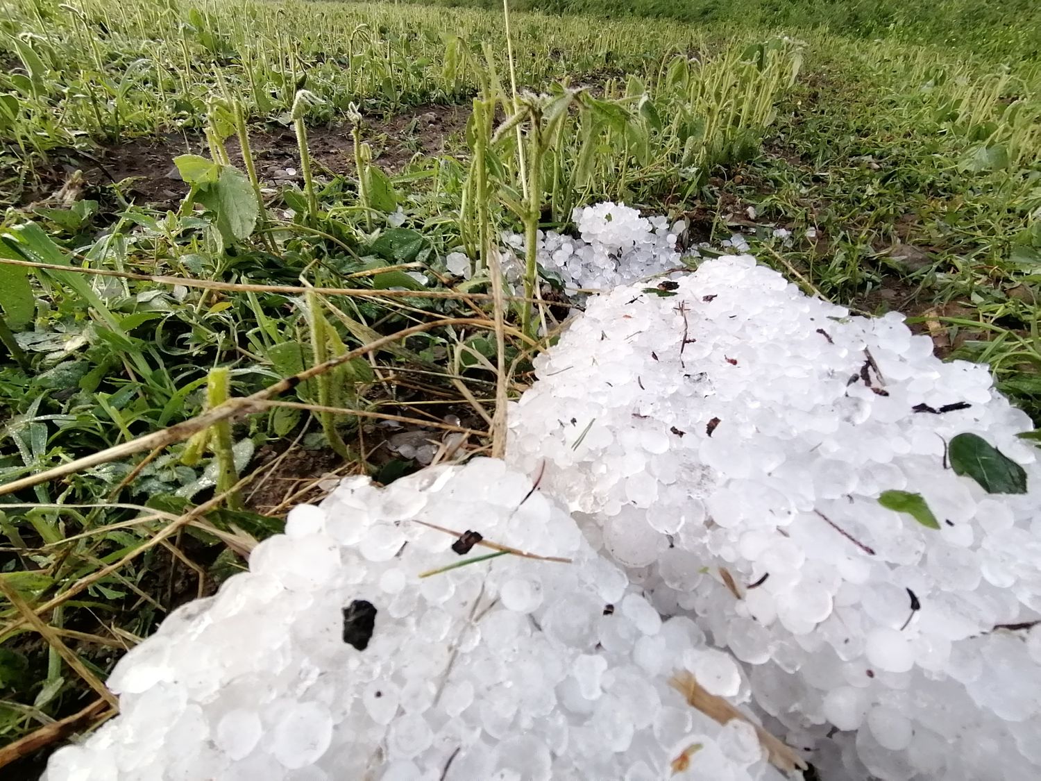 Hagel Soja Kappel Am Krappfeld St.Veit