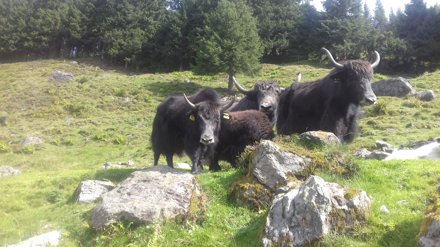 Gabrieles Yaks lieben das Almleben.