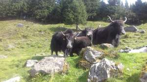Gabrieles Yaks lieben das Almleben.