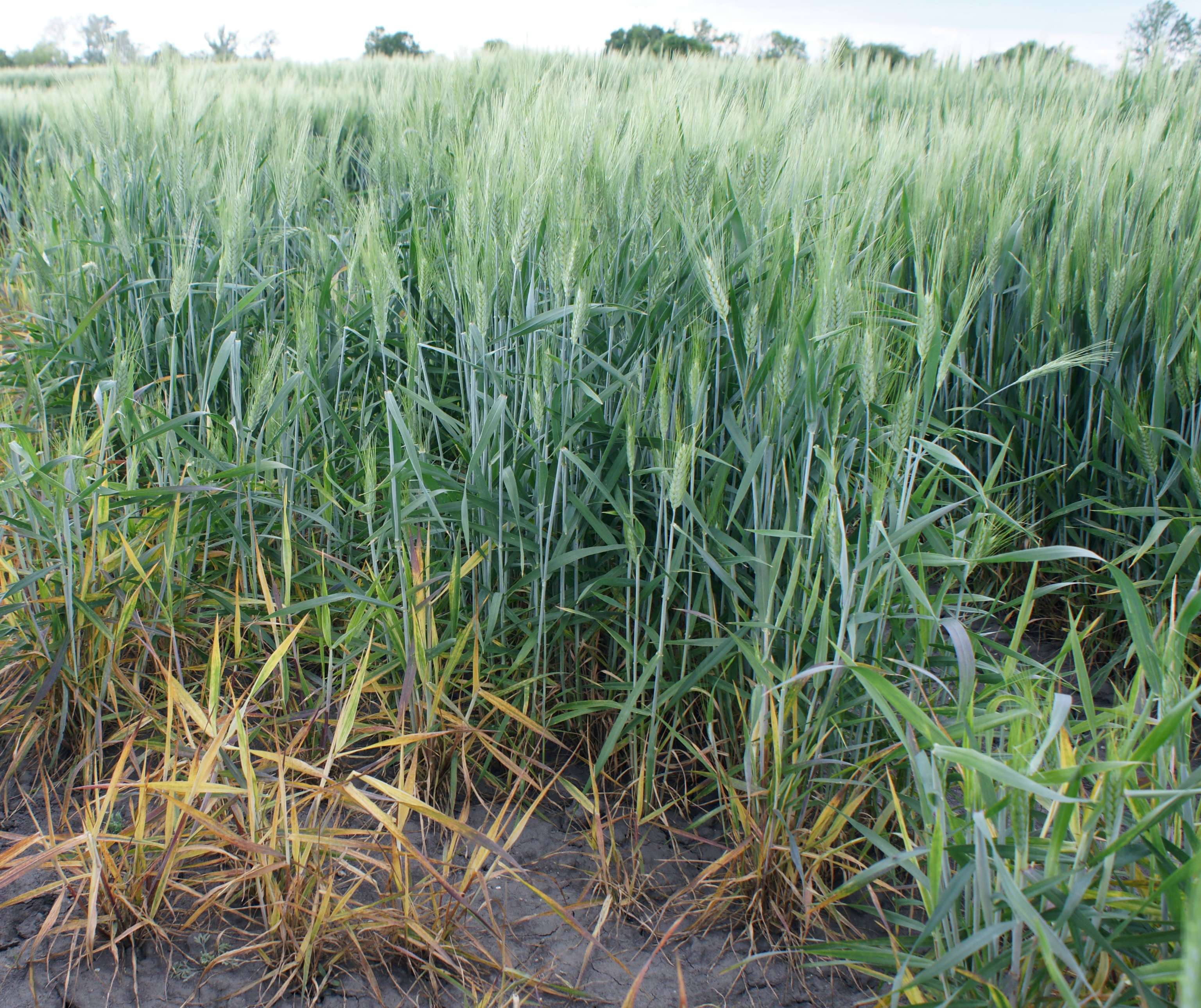 WDV im Winterdurum