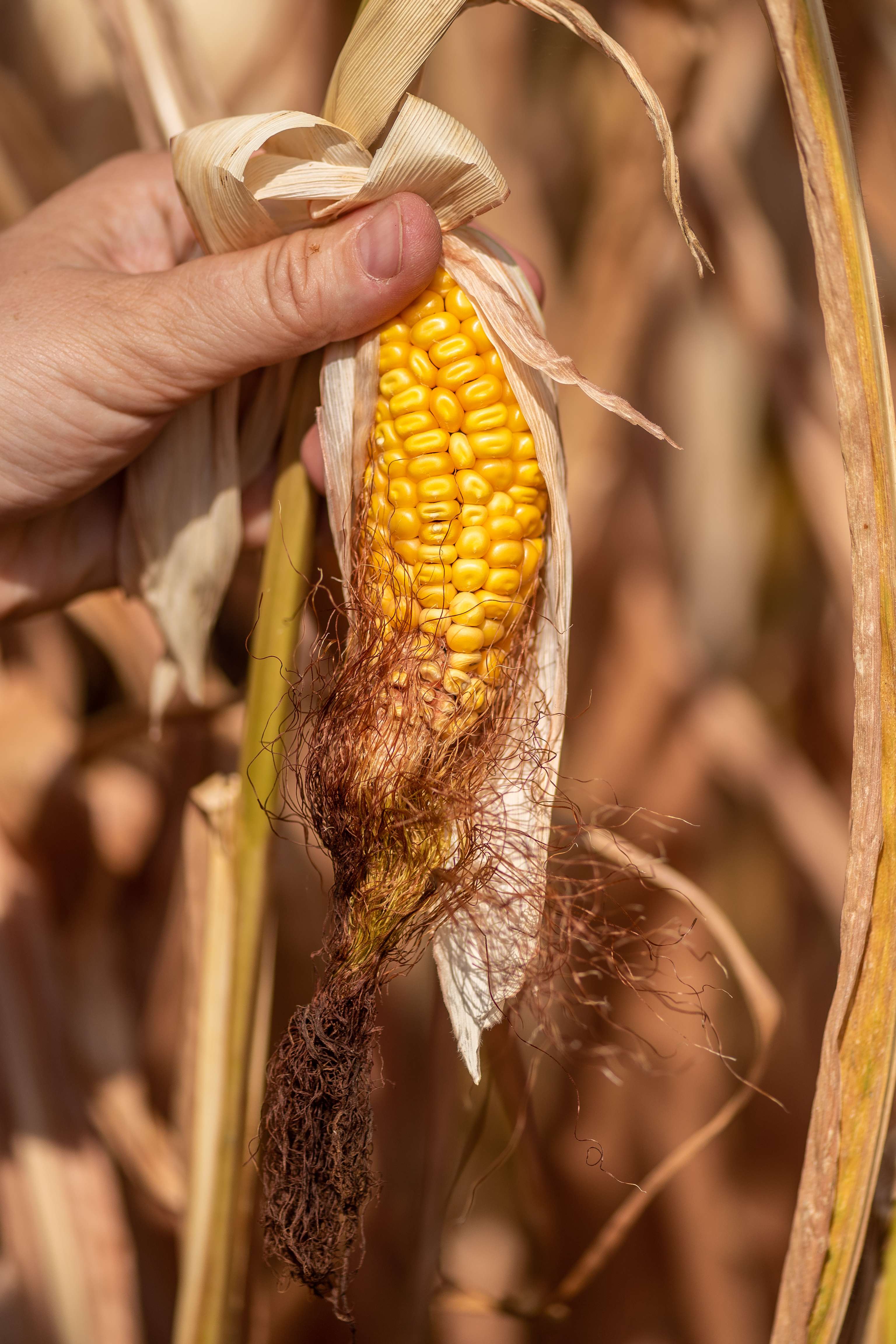 Maiskolben Dürre