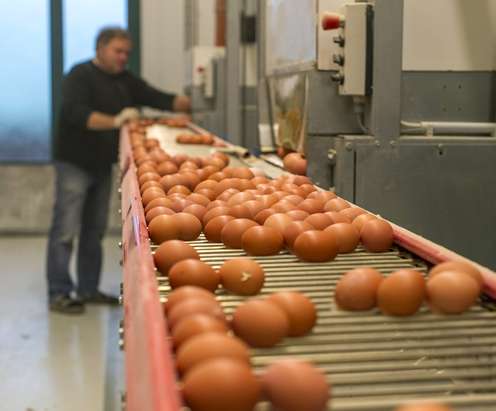 Ein Mann sortiert Eier am Verleseband
