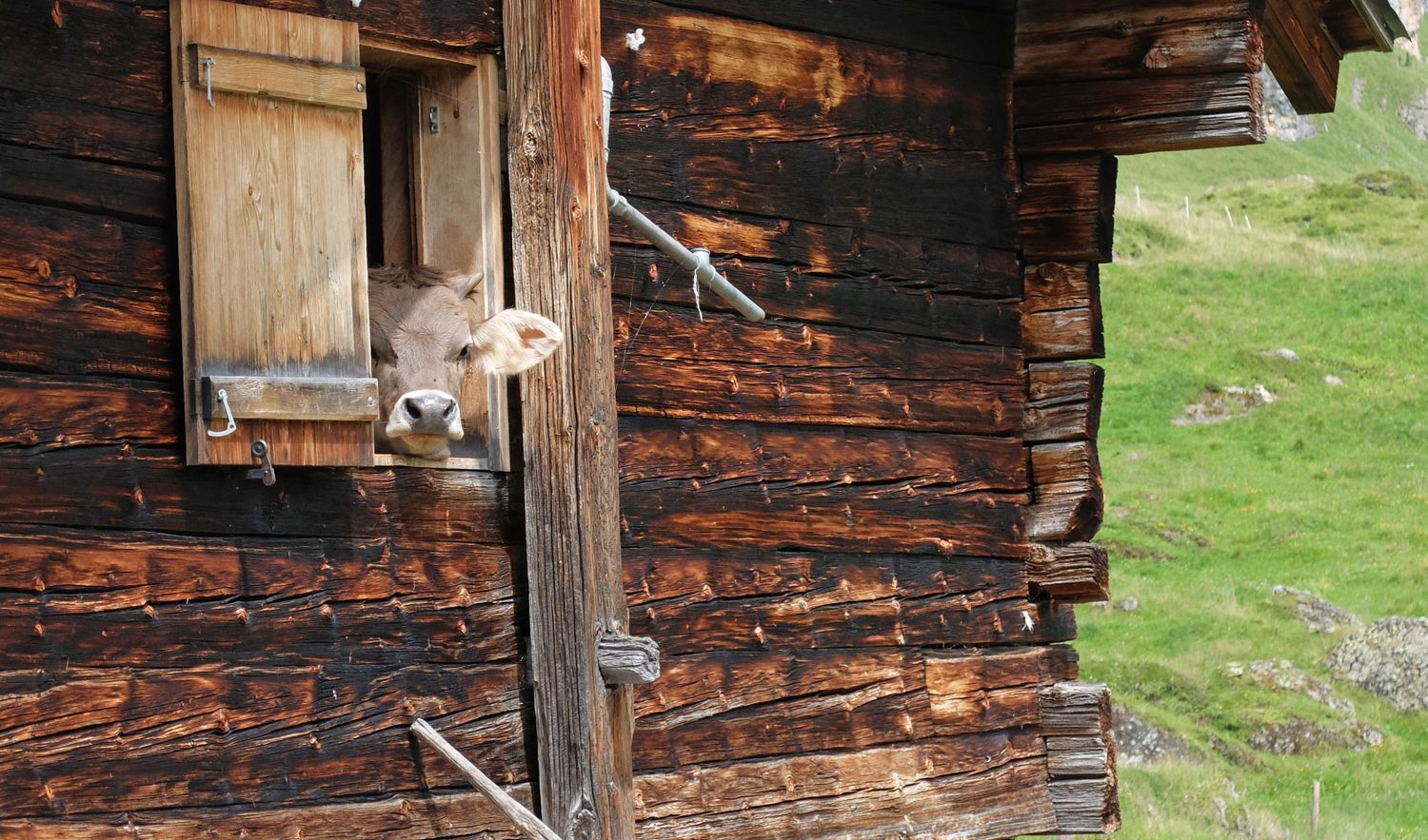 Kuh Guckt Aus Stallfenster