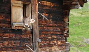 Kuh Guckt Aus Stallfenster