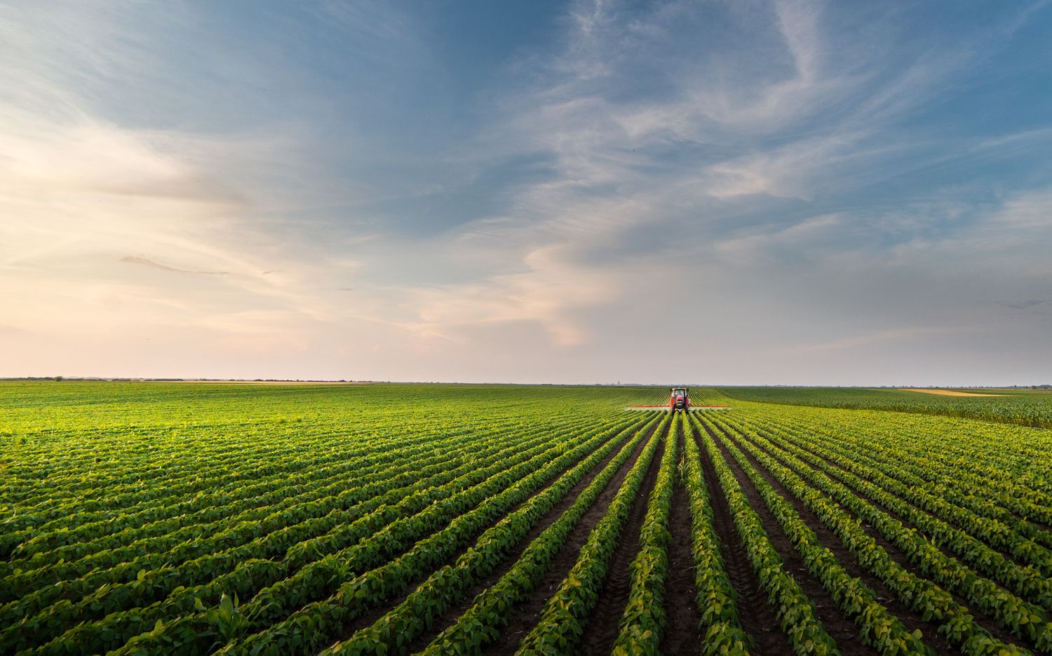 Tractor Spraying Soybean Field In Sunset.