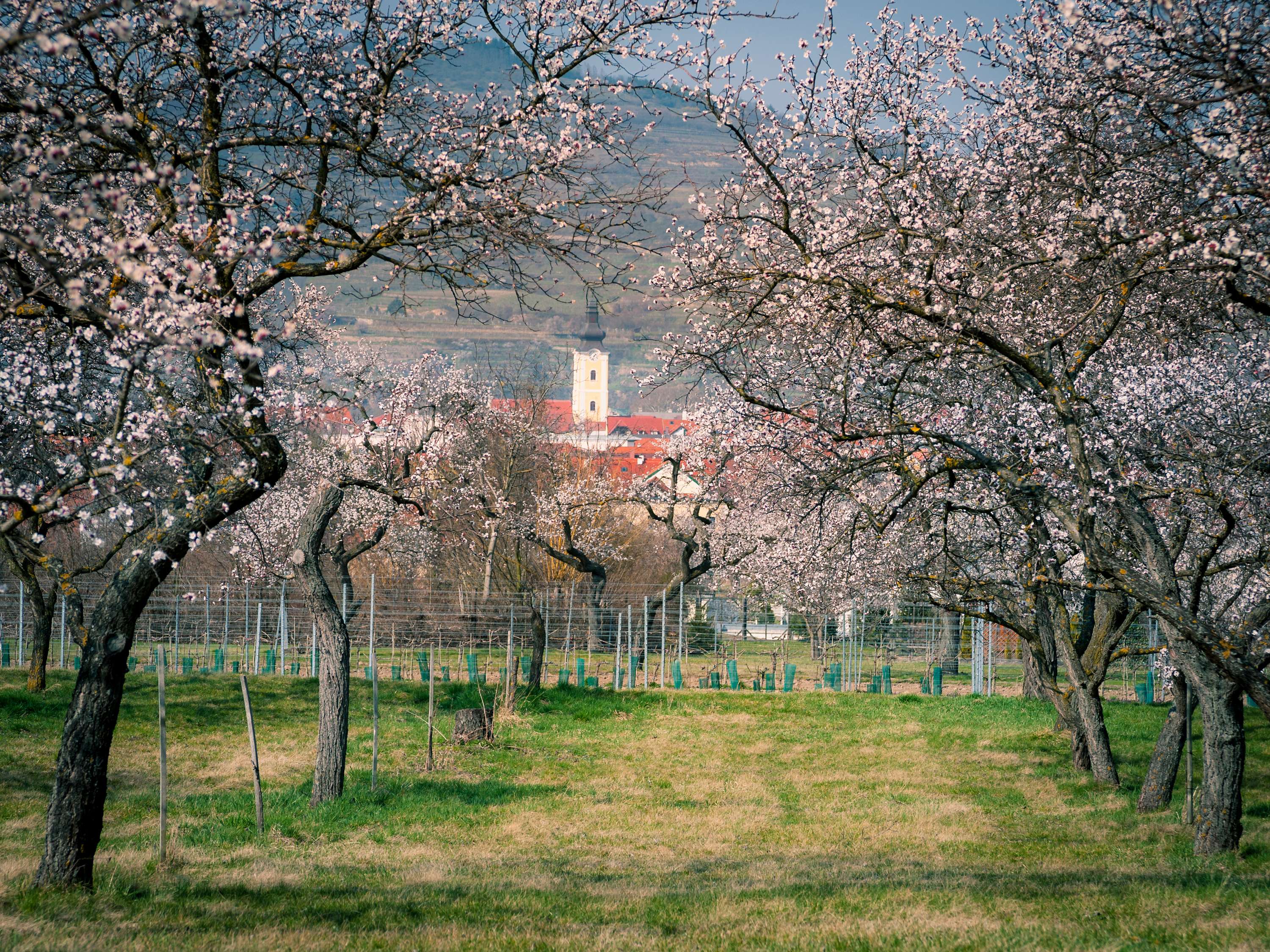 Marillenblüte bei Mautern an der Donau in der Wachau