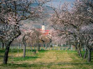 Marillenblüte bei Mautern an der Donau in der Wachau