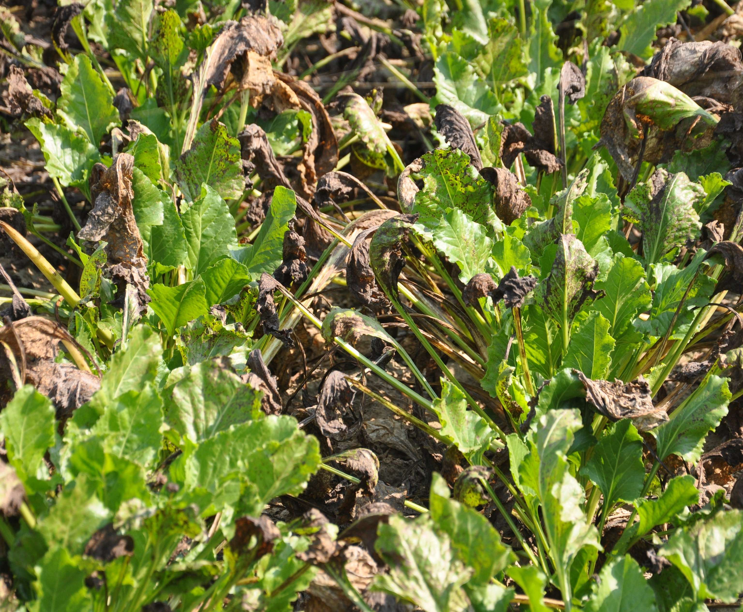 Deutlicher Befall von Cercospora beticola bei nicht rechtzeitiger Fungizidanwendung