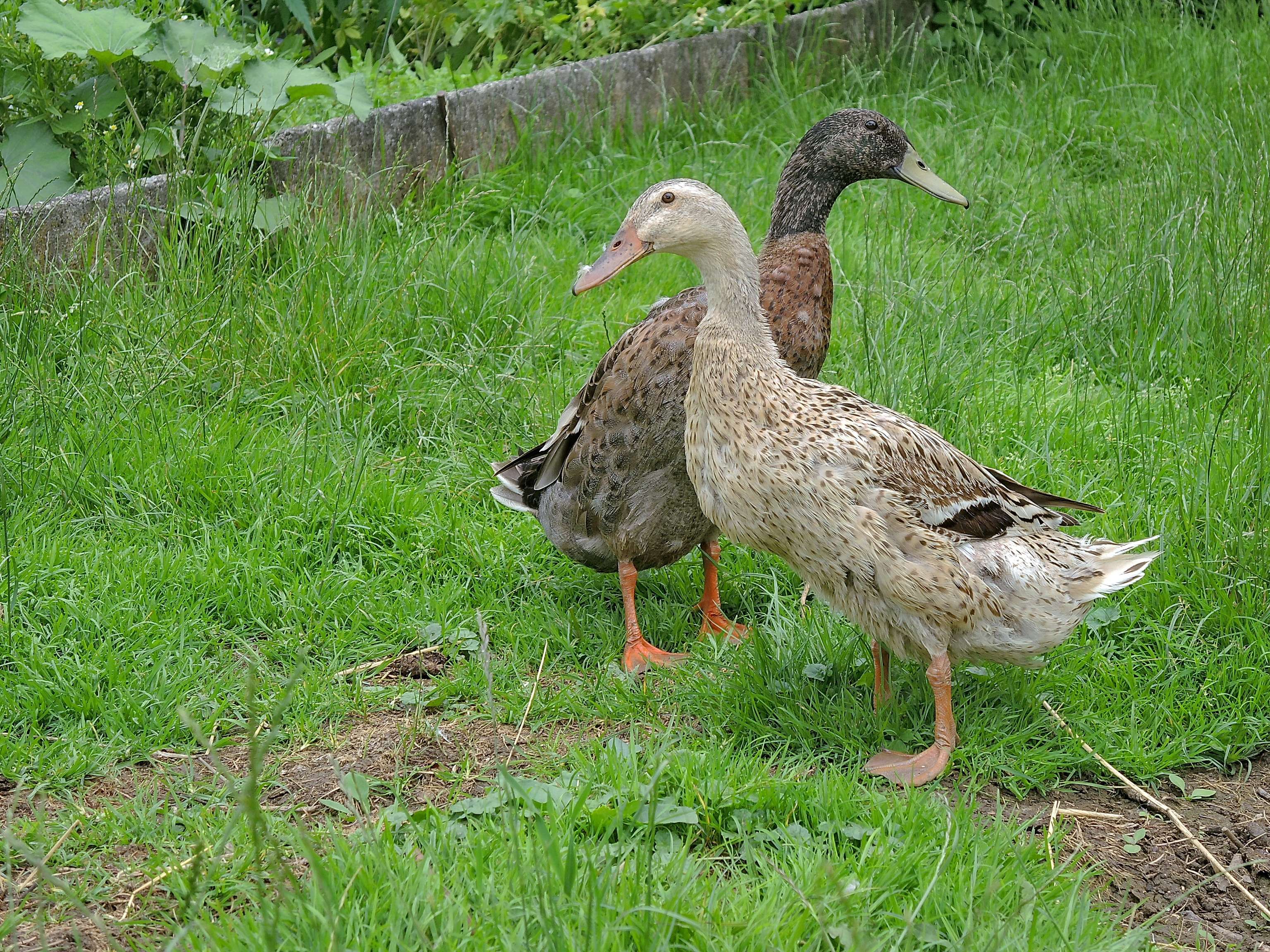 Zwei Enten mit orangefarbenen Füßen stehen auf grünem Gras vor einer Steinmauer.
