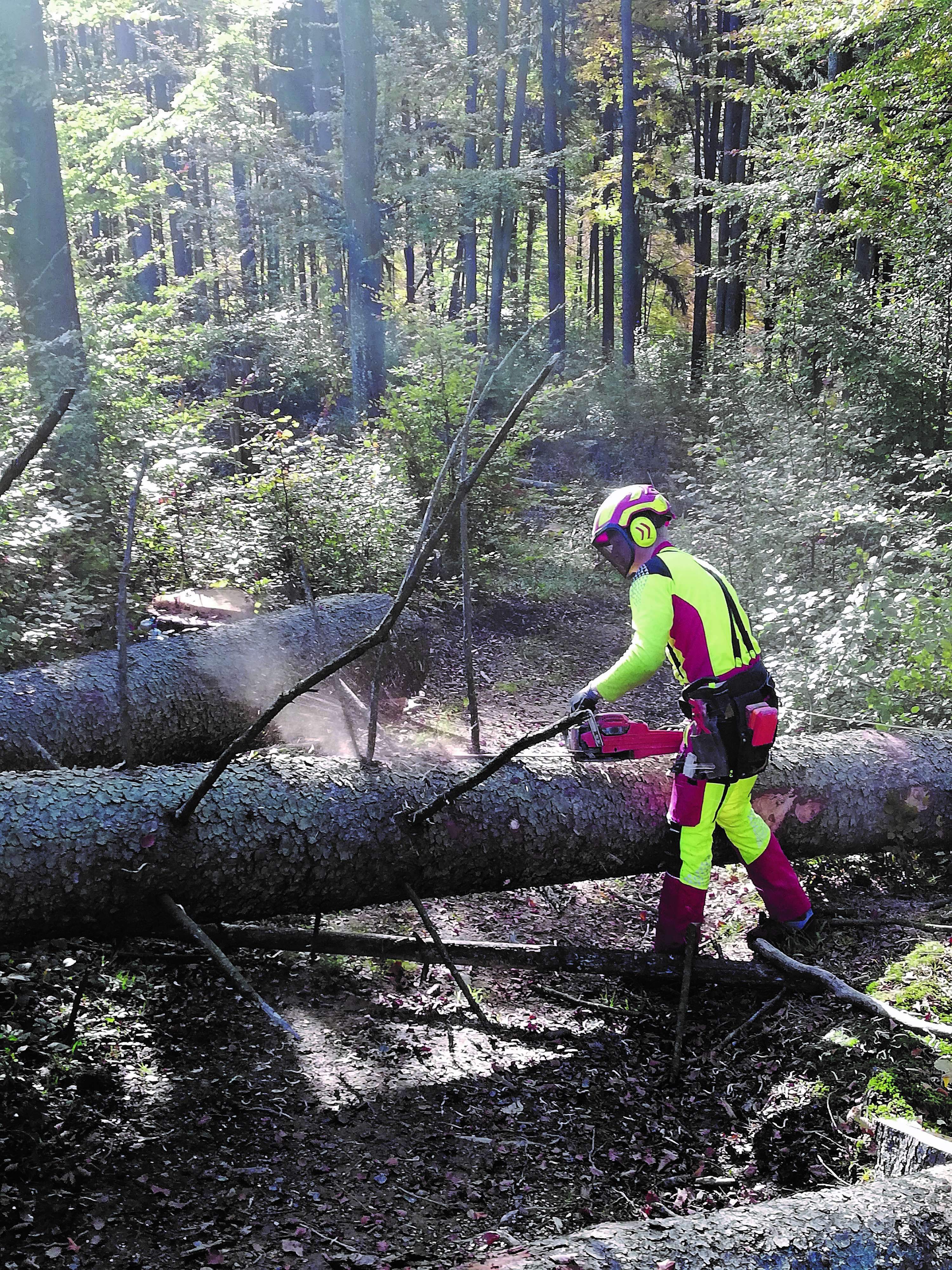 Bauer beim Entasten im Wald