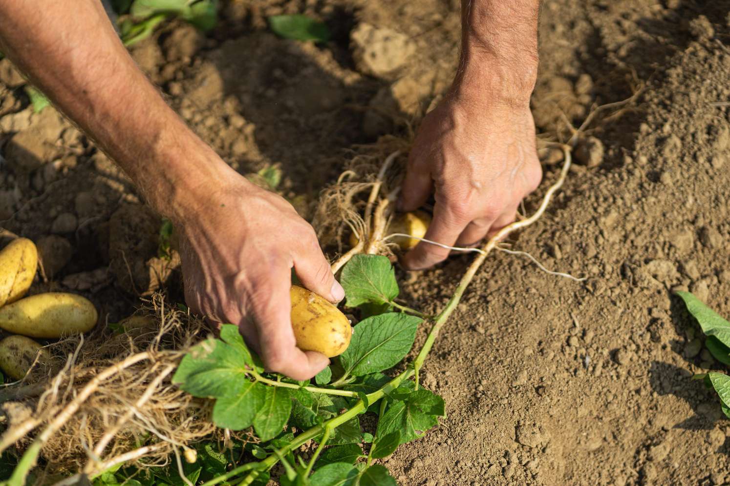 Hände eines Mannes ernten frische Kartoffeln aus dem Boden, mit Wurzeln und Erde sichtbar.